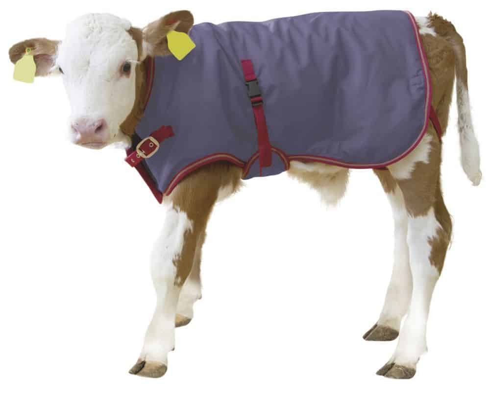 Kalverdek Thermo Plus (70 cm) - Afbeelding 2