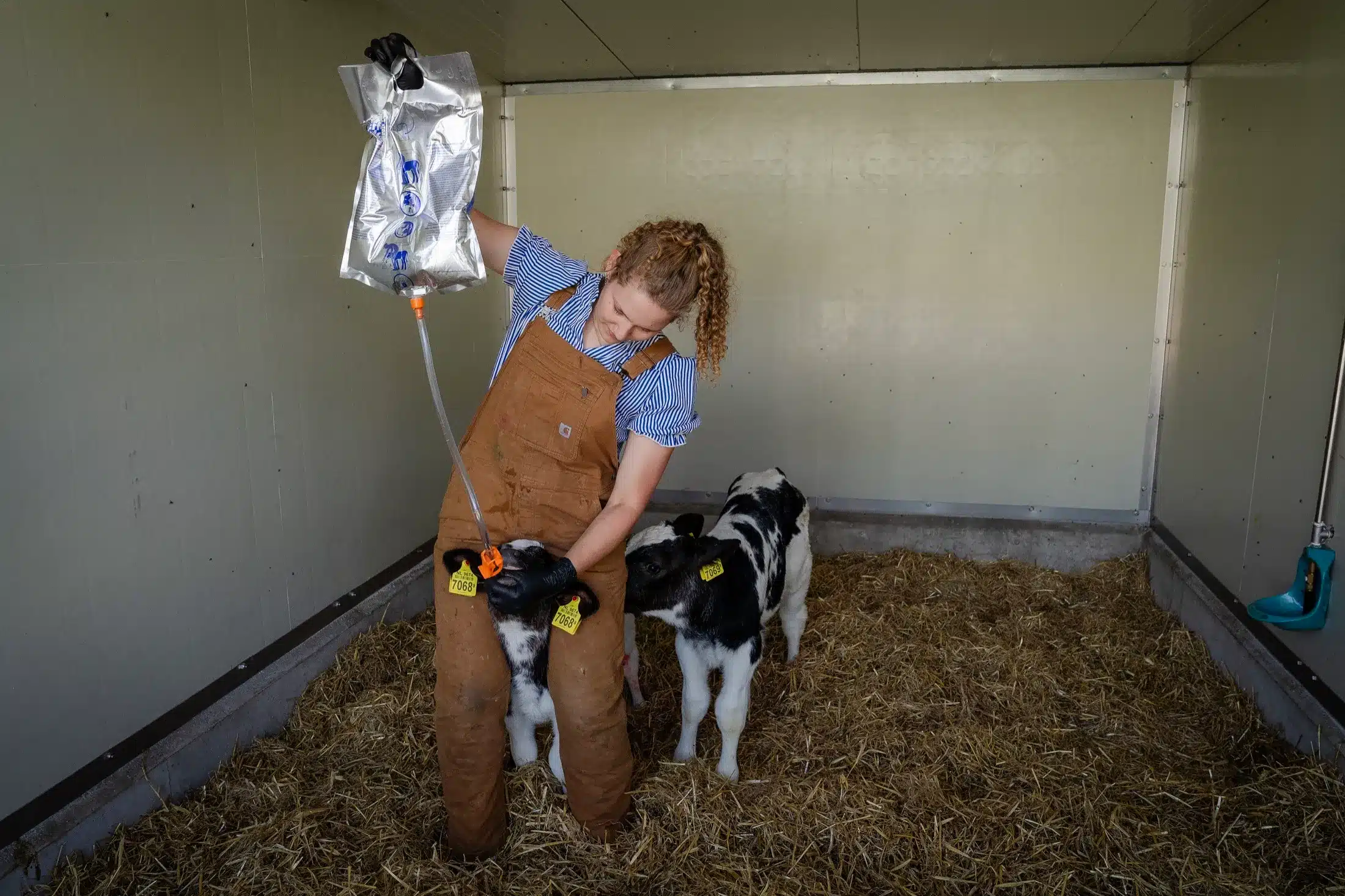 Een pasgeboren kalf krijgt biest uit een Perfect Udder-zak