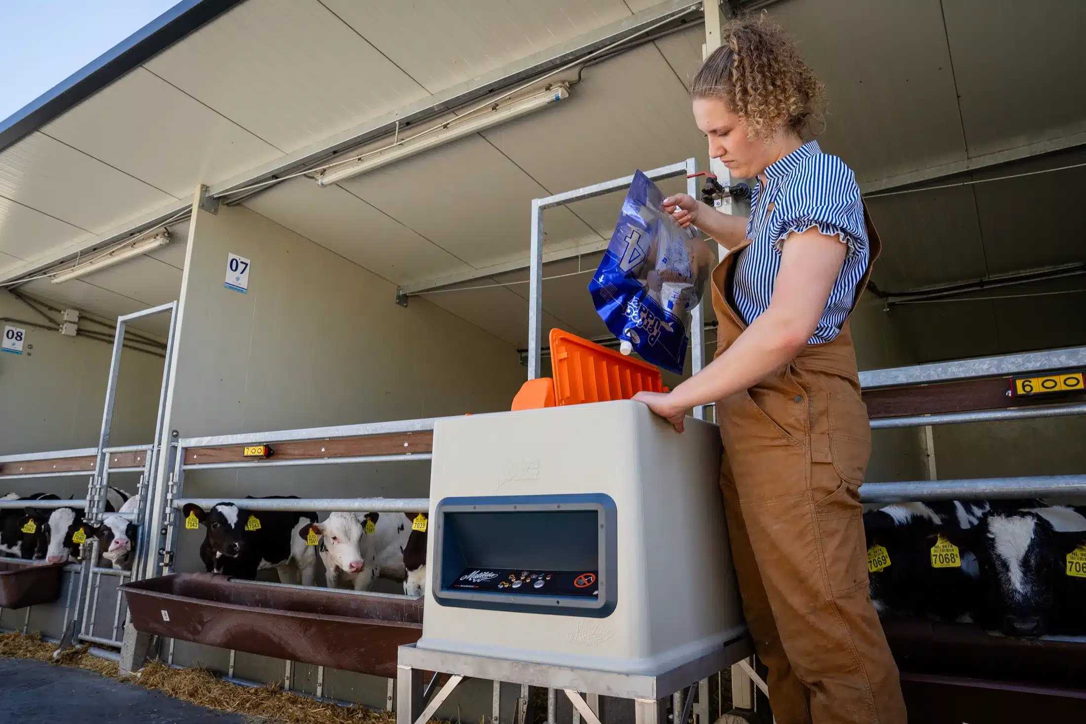 Matilda: een zak gaat in de pasteur, met kalveren in de boxen erachter