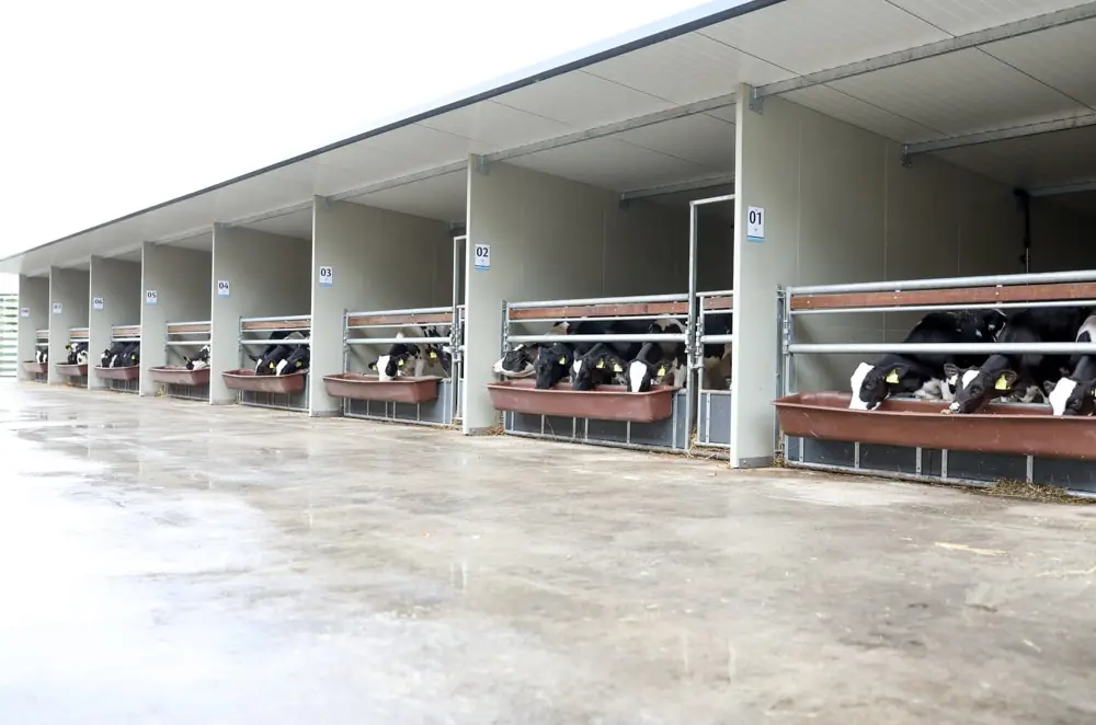 Indoor group pens with feed barriers and troughs along a feed alley