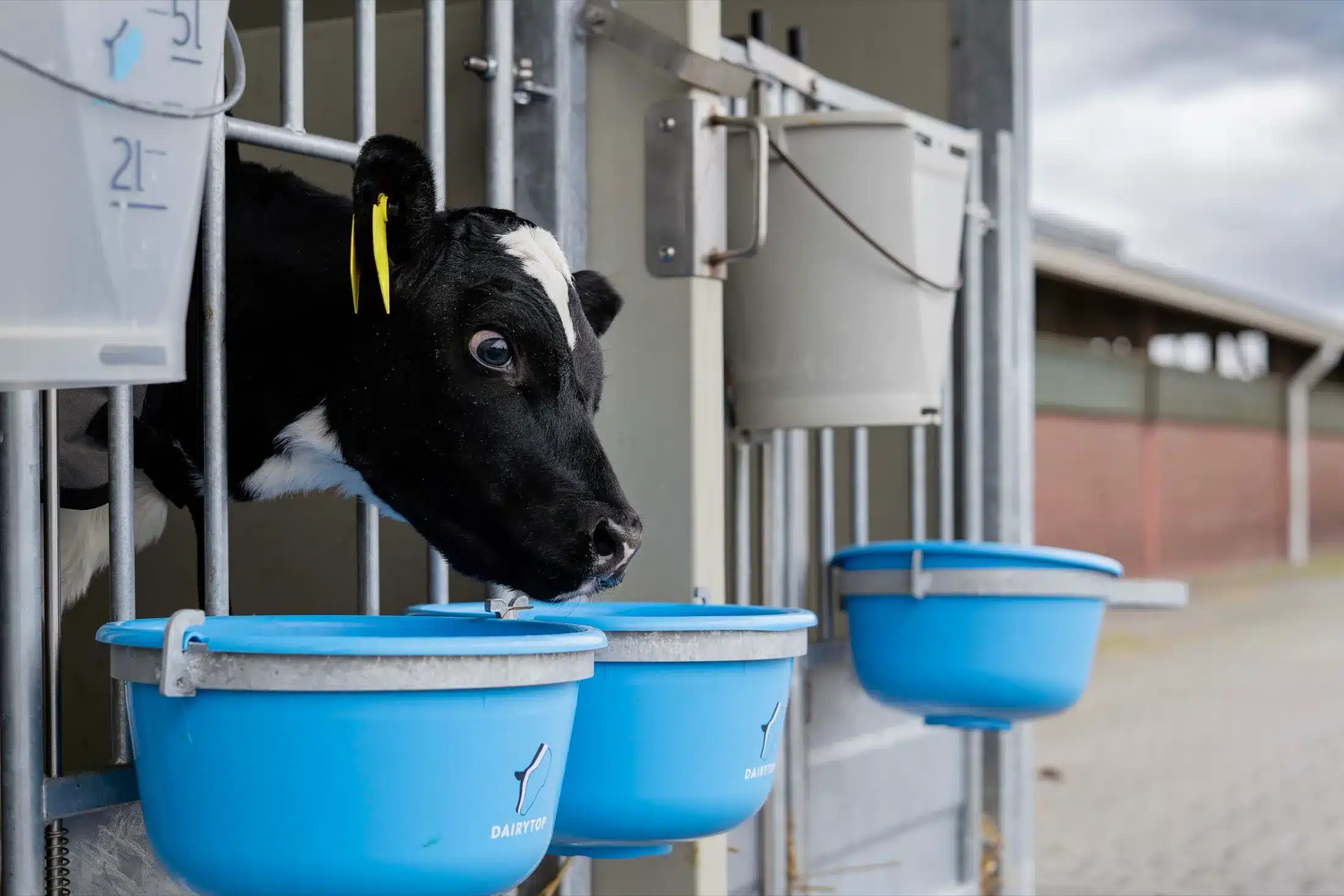 Kalf in een eenlingbox met blauwe DairyTop-voerschalen