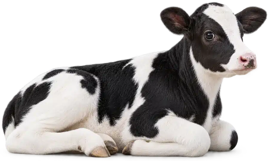 Young black and white calf lying on its chest with its head up