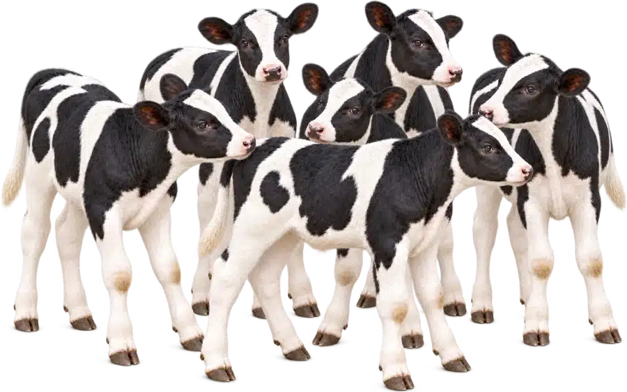 A group of black and white calves a few months old