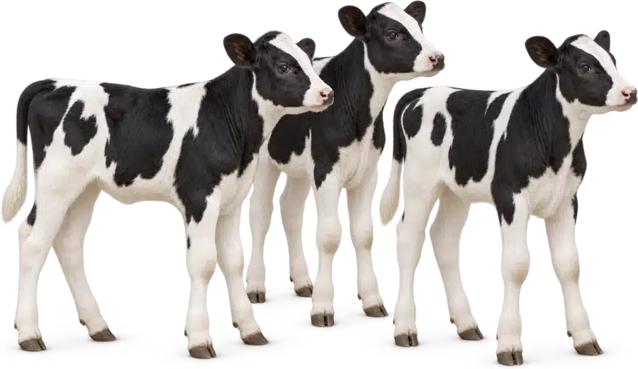 Three young black and white calves standing side by side