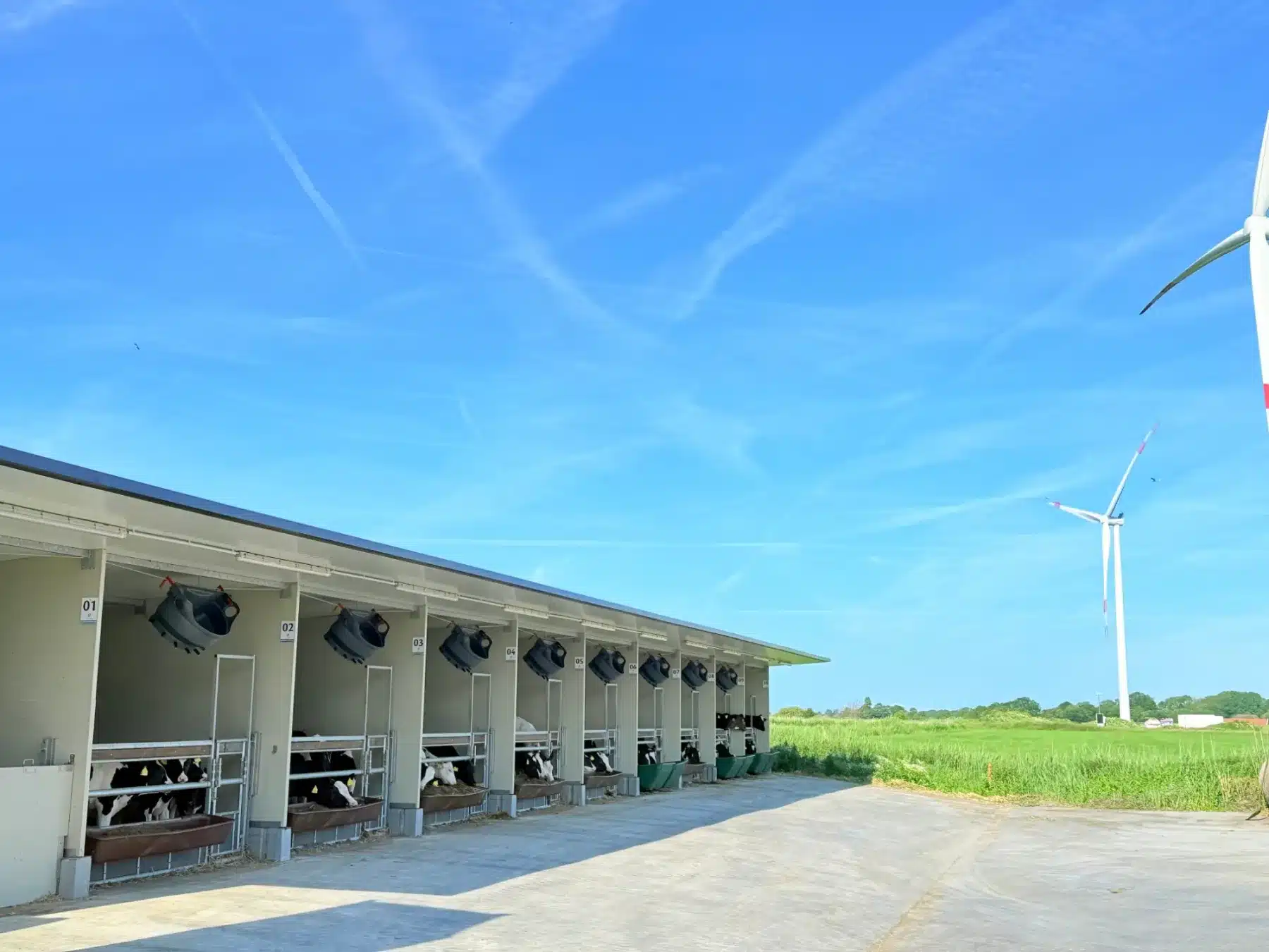 Optima Klima Stal met een rij genummerde afdelingen en kalveren aan het voerhek, met windmolens op de achtergrond