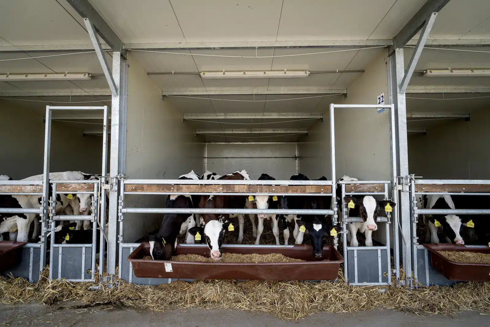 Optima Klima Stal Next Gen: afdeling met open fronthek en kalveren achterin