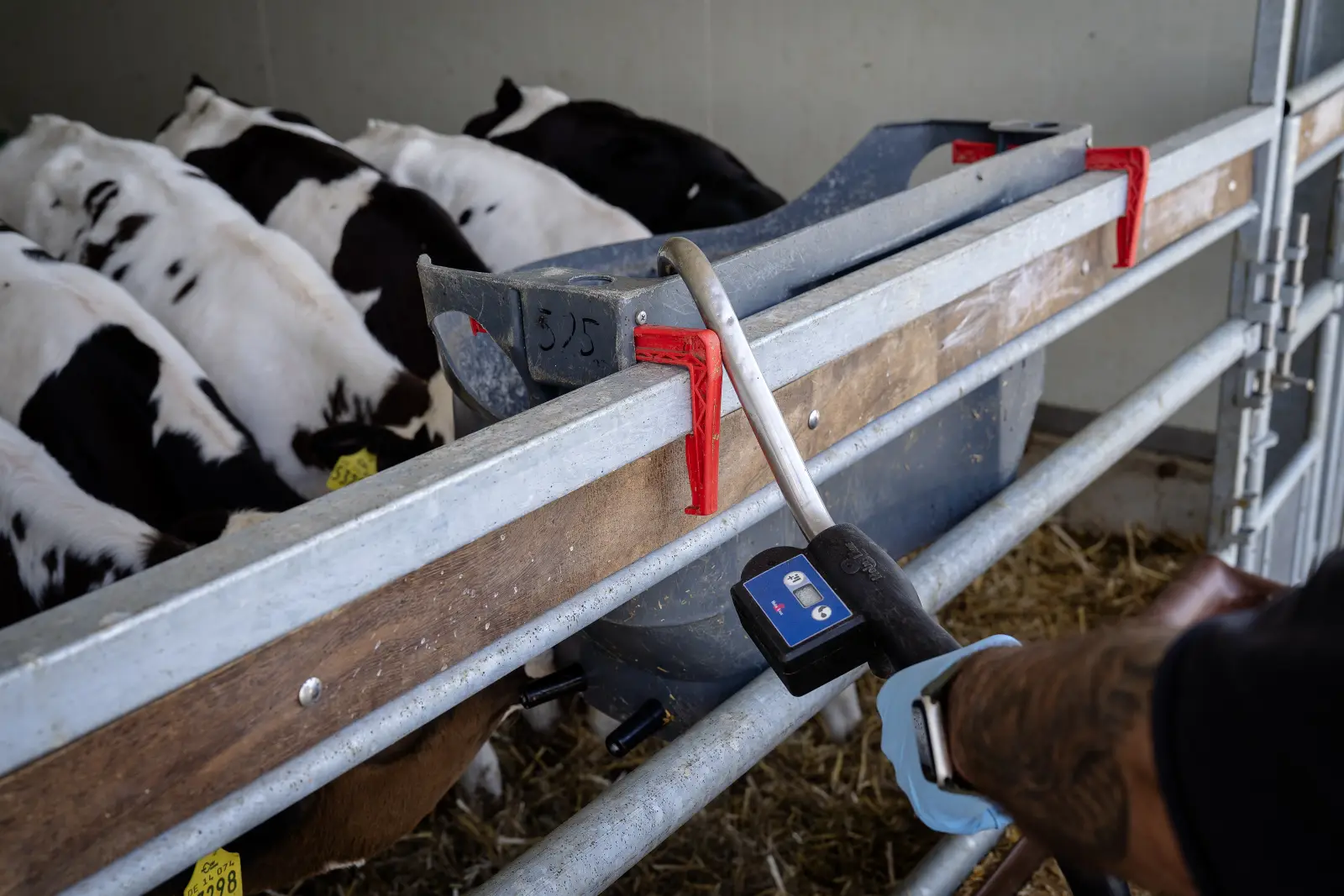 Een melkemmer van de Milkbar hangt aan het voerhek, kalveren drinken