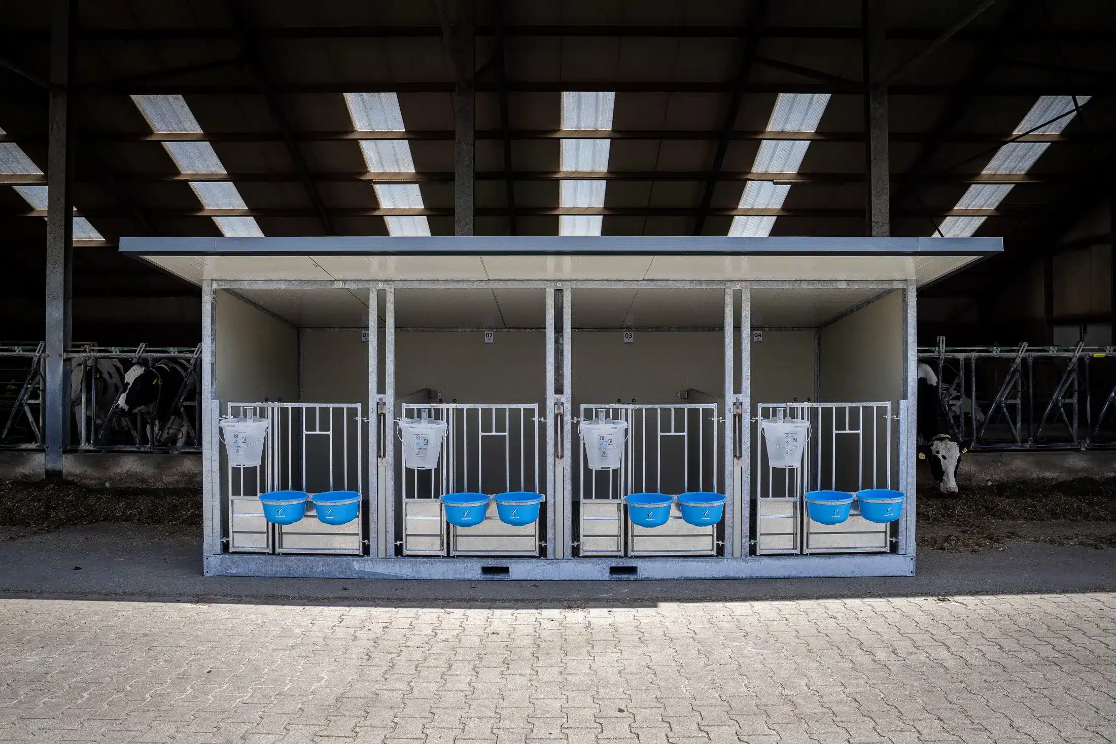 Quattro Kalverbox XL in een stal, met blauwe voerschalen en speenemmers aan elk fronthek